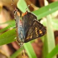 Spindasis vulcanus Fabricius, 1775